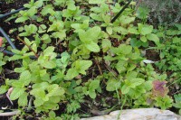 /album/fotogaleria-e-primavera-/hortela-a-jpg/